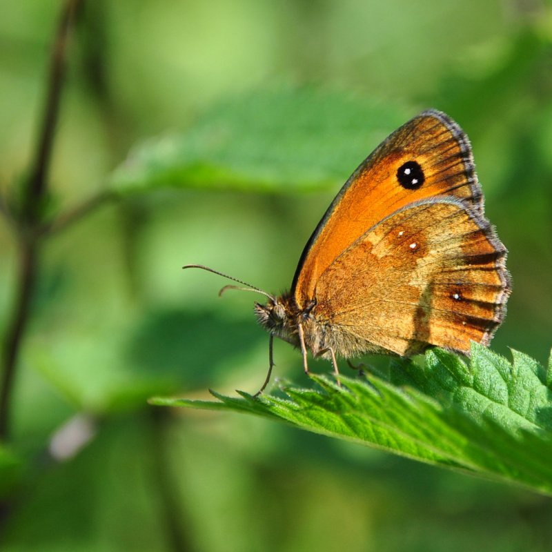 Meer vlinders in je tuin